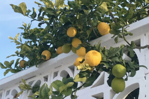 feriehus_spanien_lime